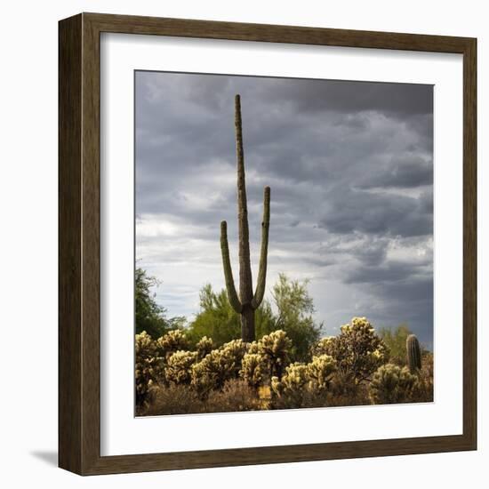 Saguaro Centurion (color)-Barry Hart-Framed Giclee Print