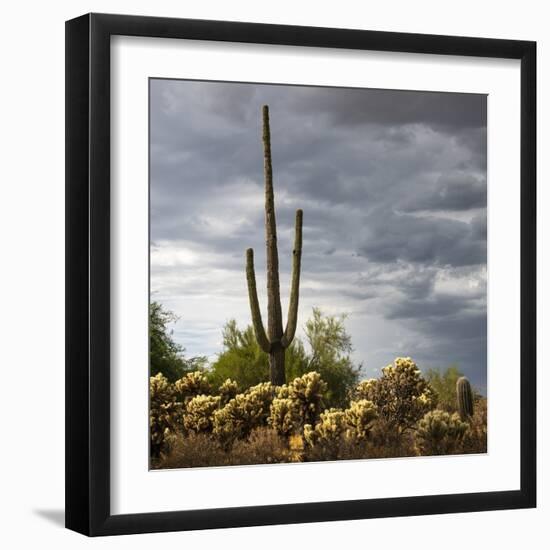 Saguaro Centurion (color)-Barry Hart-Framed Giclee Print