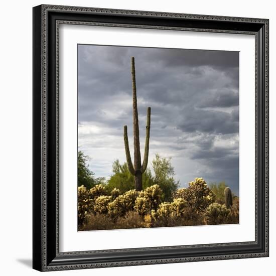 Saguaro Centurion (color)-Barry Hart-Framed Giclee Print