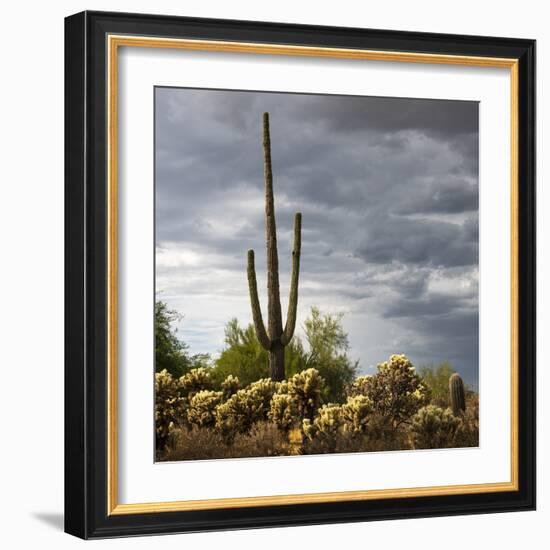 Saguaro Centurion (color)-Barry Hart-Framed Giclee Print