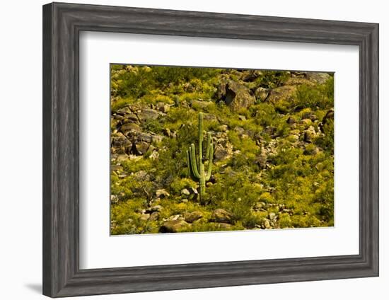 Saguaro, desert landscape, Tender Hills Park, Arizona, USA-Michel Hersen-Framed Photographic Print