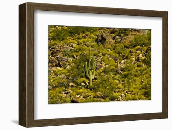 Saguaro, desert landscape, Tender Hills Park, Arizona, USA-Michel Hersen-Framed Photographic Print