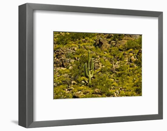 Saguaro, desert landscape, Tender Hills Park, Arizona, USA-Michel Hersen-Framed Photographic Print