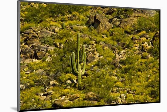 Saguaro, desert landscape, Tender Hills Park, Arizona, USA-Michel Hersen-Mounted Photographic Print