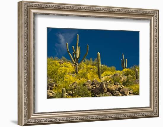 Saguaro, desert landscape, Tender Hills Park, Arizona, USA-Michel Hersen-Framed Photographic Print