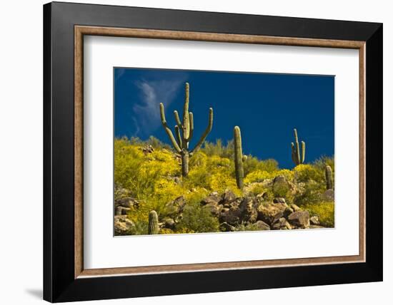 Saguaro, desert landscape, Tender Hills Park, Arizona, USA-Michel Hersen-Framed Photographic Print