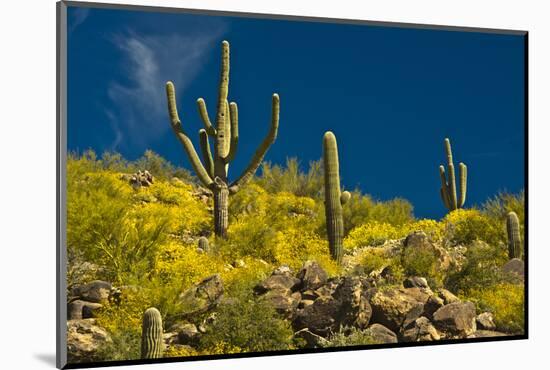 Saguaro, desert landscape, Tender Hills Park, Arizona, USA-Michel Hersen-Mounted Photographic Print
