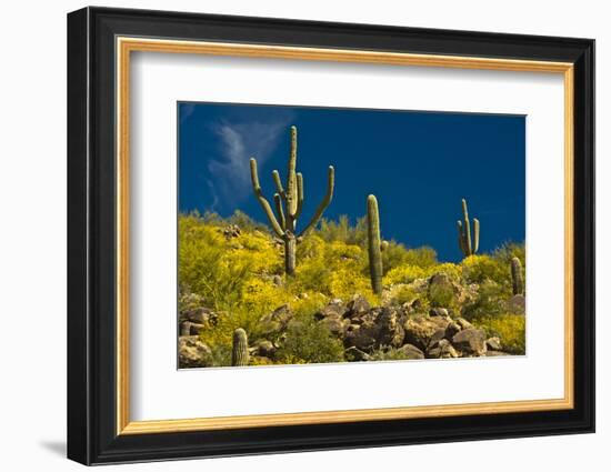 Saguaro, desert landscape, Tender Hills Park, Arizona, USA-Michel Hersen-Framed Photographic Print