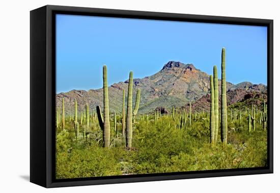 Saguaro Forest and the Ajo Mountains, Organ Pipe Cactus Nm, Arizona-Richard Wright-Framed Premier Image Canvas