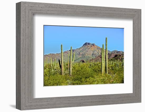 Saguaro Forest and the Ajo Mountains, Organ Pipe Cactus Nm, Arizona-Richard Wright-Framed Photographic Print