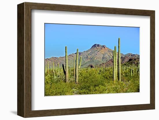 Saguaro Forest and the Ajo Mountains, Organ Pipe Cactus Nm, Arizona-Richard Wright-Framed Photographic Print