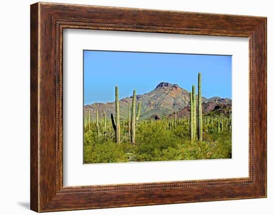 Saguaro Forest and the Ajo Mountains, Organ Pipe Cactus Nm, Arizona-Richard Wright-Framed Photographic Print