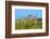 Saguaro Forest and the Ajo Mountains, Organ Pipe Cactus Nm, Arizona-Richard Wright-Framed Photographic Print