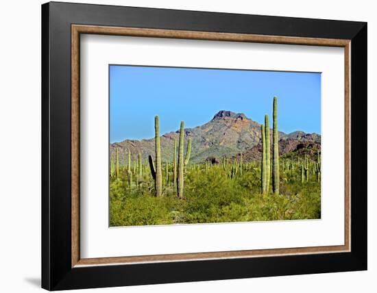 Saguaro Forest and the Ajo Mountains, Organ Pipe Cactus Nm, Arizona-Richard Wright-Framed Photographic Print