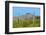 Saguaro Forest and the Ajo Mountains, Organ Pipe Cactus Nm, Arizona-Richard Wright-Framed Photographic Print