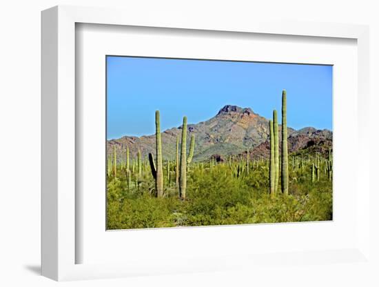 Saguaro Forest and the Ajo Mountains, Organ Pipe Cactus Nm, Arizona-Richard Wright-Framed Photographic Print