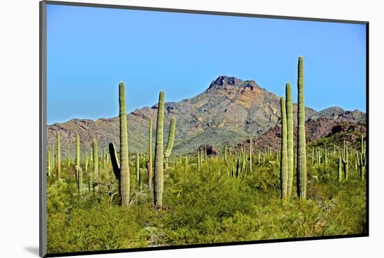 Saguaro Forest and the Ajo Mountains, Organ Pipe Cactus Nm, Arizona-Richard Wright-Mounted Photographic Print