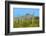 Saguaro Forest and the Ajo Mountains, Organ Pipe Cactus Nm, Arizona-Richard Wright-Framed Photographic Print