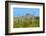 Saguaro Forest and the Ajo Mountains, Organ Pipe Cactus Nm, Arizona-Richard Wright-Framed Photographic Print