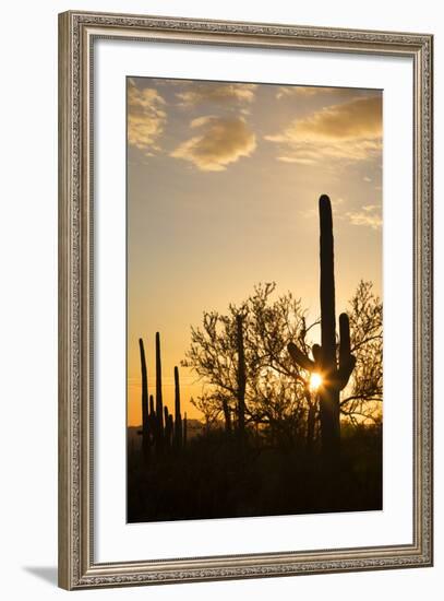 Saguaro Forest at Sunset, Saguaro National Park, Arizona, USA-Jamie & Judy Wild-Framed Photographic Print