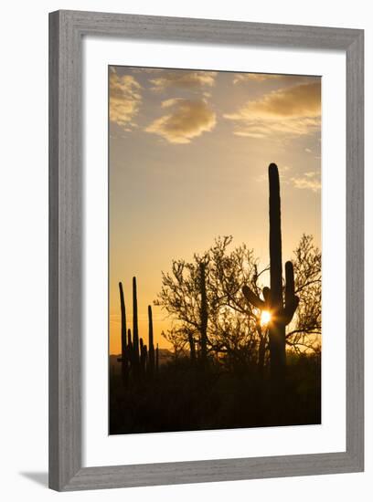 Saguaro Forest at Sunset, Saguaro National Park, Arizona, USA-Jamie & Judy Wild-Framed Photographic Print