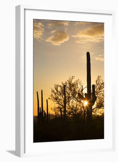 Saguaro Forest at Sunset, Saguaro National Park, Arizona, USA-Jamie & Judy Wild-Framed Photographic Print