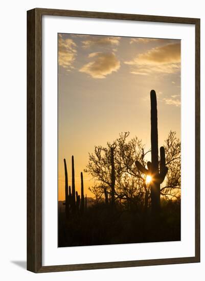 Saguaro Forest at Sunset, Saguaro National Park, Arizona, USA-Jamie & Judy Wild-Framed Photographic Print