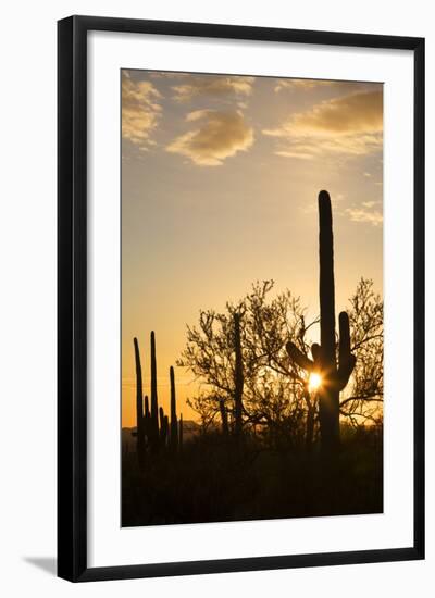 Saguaro Forest at Sunset, Saguaro National Park, Arizona, USA-Jamie & Judy Wild-Framed Photographic Print