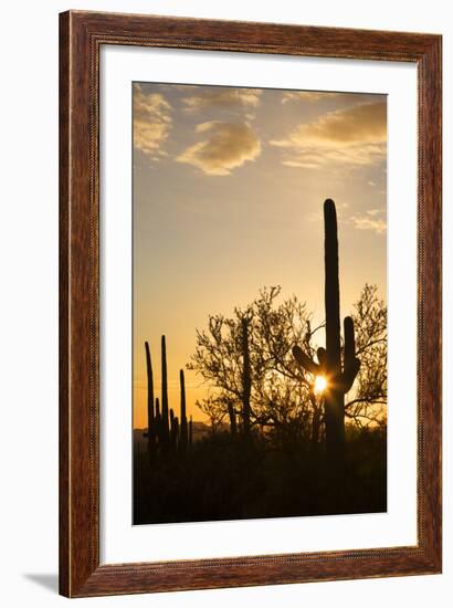 Saguaro Forest at Sunset, Saguaro National Park, Arizona, USA-Jamie & Judy Wild-Framed Photographic Print