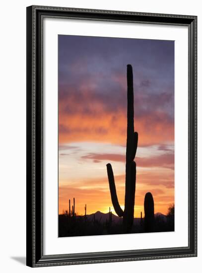 Saguaro Forest at Sunset, Saguaro National Park, Arizona, USA-Jamie & Judy Wild-Framed Photographic Print