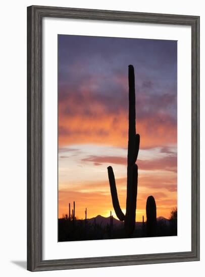 Saguaro Forest at Sunset, Saguaro National Park, Arizona, USA-Jamie & Judy Wild-Framed Photographic Print