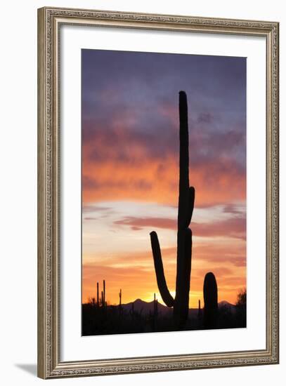 Saguaro Forest at Sunset, Saguaro National Park, Arizona, USA-Jamie & Judy Wild-Framed Photographic Print