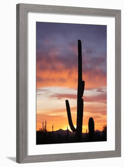 Saguaro Forest at Sunset, Saguaro National Park, Arizona, USA-Jamie & Judy Wild-Framed Photographic Print