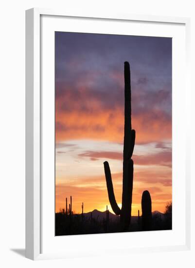 Saguaro Forest at Sunset, Saguaro National Park, Arizona, USA-Jamie & Judy Wild-Framed Photographic Print