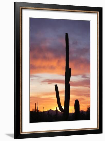 Saguaro Forest at Sunset, Saguaro National Park, Arizona, USA-Jamie & Judy Wild-Framed Photographic Print