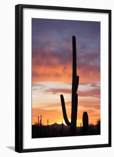 Saguaro Forest at Sunset, Saguaro National Park, Arizona, USA-Jamie & Judy Wild-Framed Photographic Print