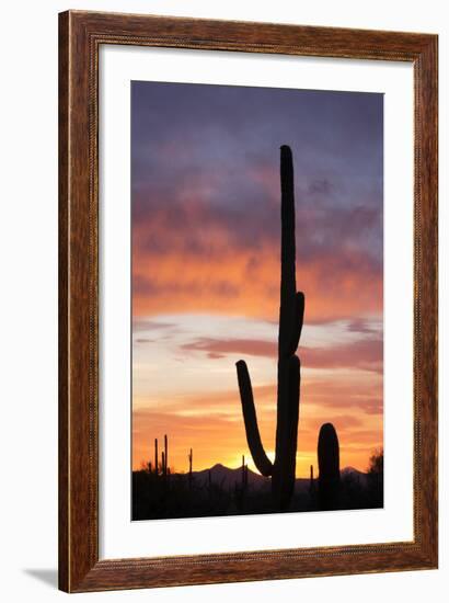 Saguaro Forest at Sunset, Saguaro National Park, Arizona, USA-Jamie & Judy Wild-Framed Photographic Print