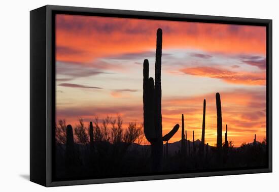 Saguaro Forest at Sunset, Saguaro National Park, Arizona, USA-Jamie & Judy Wild-Framed Premier Image Canvas