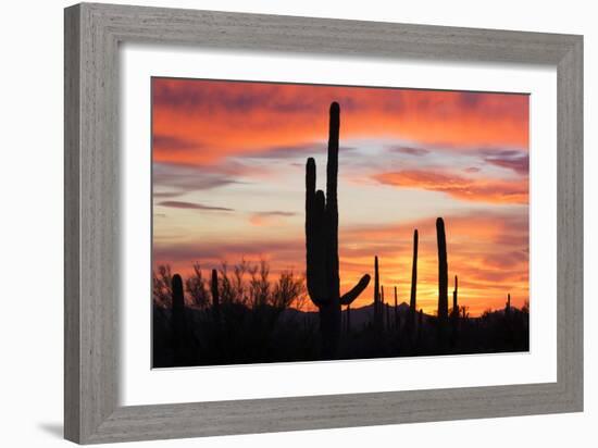 Saguaro Forest at Sunset, Saguaro National Park, Arizona, USA-Jamie & Judy Wild-Framed Photographic Print