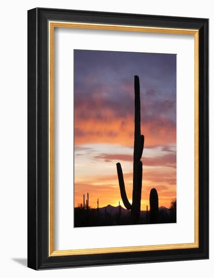 Saguaro Forest at Sunset, Saguaro National Park, Arizona, USA-Jamie & Judy Wild-Framed Photographic Print