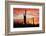 Saguaro Forest at Sunset, Saguaro National Park, Arizona, USA-Jamie & Judy Wild-Framed Photographic Print