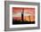 Saguaro Forest at Sunset, Saguaro National Park, Arizona, USA-Jamie & Judy Wild-Framed Photographic Print