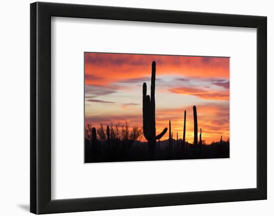 Saguaro Forest at Sunset, Saguaro National Park, Arizona, USA-Jamie & Judy Wild-Framed Photographic Print