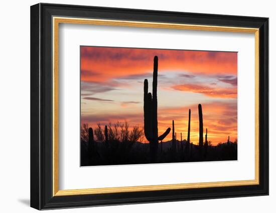 Saguaro Forest at Sunset, Saguaro National Park, Arizona, USA-Jamie & Judy Wild-Framed Photographic Print