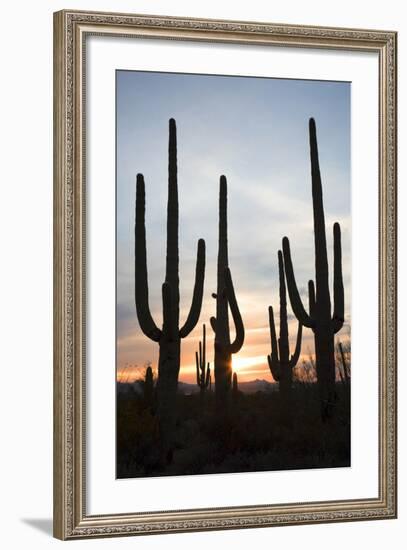 Saguaro Forest at Sunset, Tucson, Arizona, USA-Jamie & Judy Wild-Framed Photographic Print