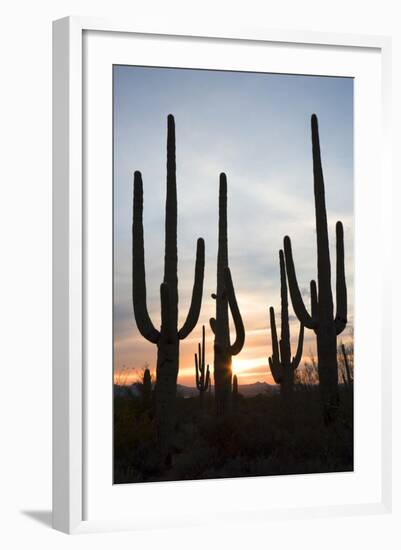 Saguaro Forest at Sunset, Tucson, Arizona, USA-Jamie & Judy Wild-Framed Photographic Print