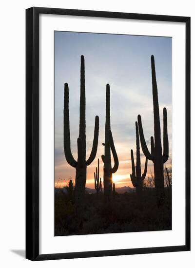 Saguaro Forest at Sunset, Tucson, Arizona, USA-Jamie & Judy Wild-Framed Photographic Print