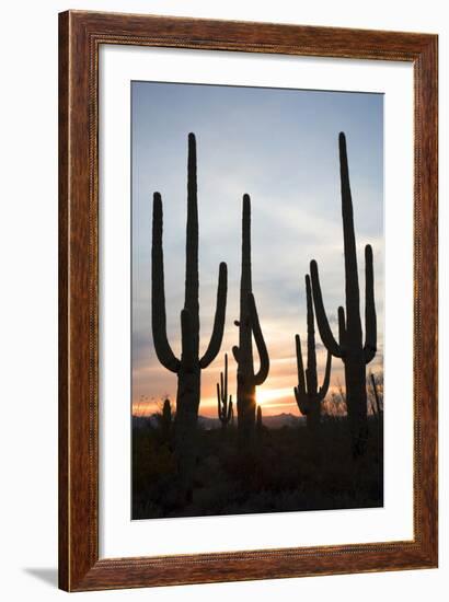 Saguaro Forest at Sunset, Tucson, Arizona, USA-Jamie & Judy Wild-Framed Photographic Print