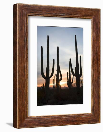 Saguaro Forest at Sunset, Tucson, Arizona, USA-Jamie & Judy Wild-Framed Photographic Print