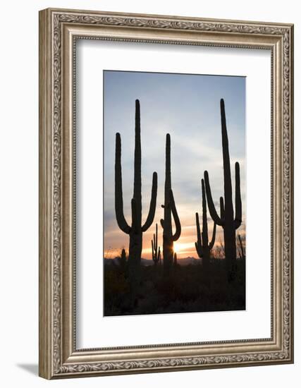 Saguaro Forest at Sunset, Tucson, Arizona, USA-Jamie & Judy Wild-Framed Premium Photographic Print